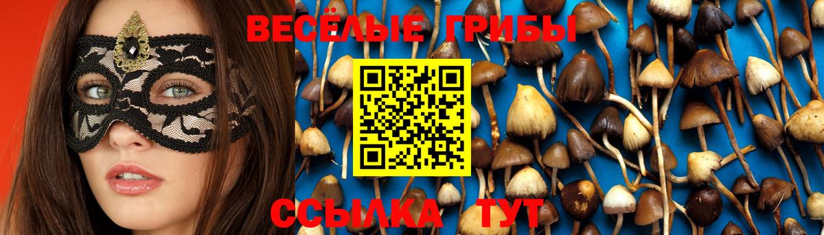 Шебекино  Галлюциногенные грибы Psilocybe  Вход с VPN 